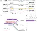 Two Amino-Acid Changes Reveal the Origin of a Key Tea Enzym