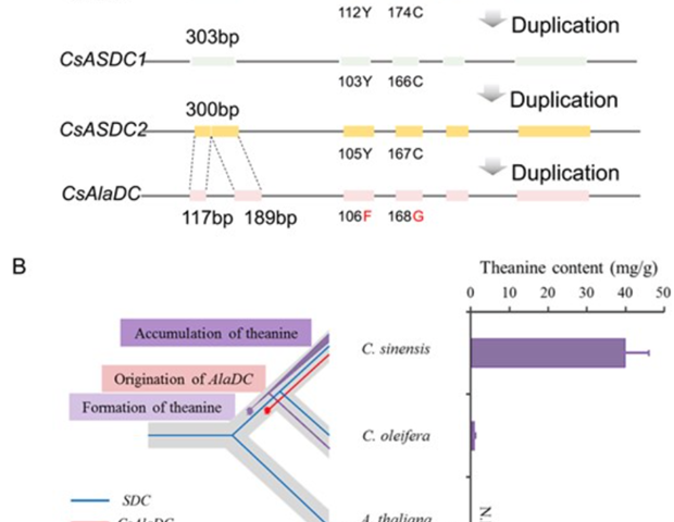 Two Amino-Acid Changes Reveal the Origin of a Key Tea Enzym