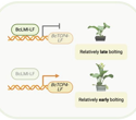 How a Single Transcription Factor Keeps Chinese Cabbage From Bolting Too Early