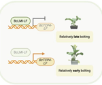 How a Single Transcription Factor Keeps Chinese Cabbage From Bolting Too Early