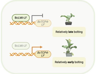 How a Single Transcription Factor Keeps Chinese Cabbage From Bolting Too Early