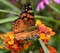 The Story Behind the Butterfly’s Enhanced Visual World of Color