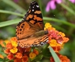 The Story Behind the Butterfly’s Enhanced Visual World of Color