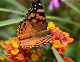 The Story Behind the Butterfly’s Enhanced Visual World of Color