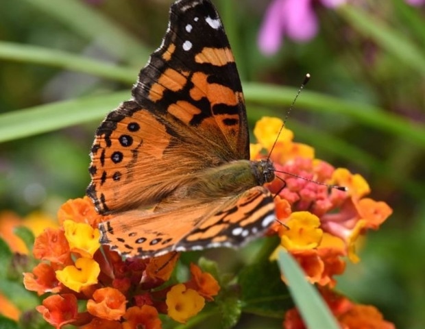 The Story Behind the Butterfly’s Enhanced Visual World of Color