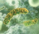 New DNA Test Detects Listeria in Ice Cream and Reveals How It Survives Freezing