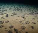 Study Highlights New Opportunities for Marine Protection in the Deep Pacific Mining Zone