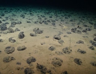 Study Highlights New Opportunities for Marine Protection in the Deep Pacific Mining Zone