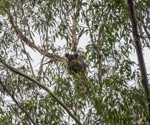 Historic Victory for Koalas as Great Koala National Park Legislation Passes NSW Parliament