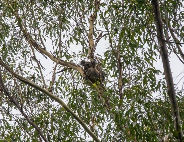 Historic Victory for Koalas as Great Koala National Park Legislation Passes NSW Parliament