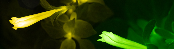 Refined Biological Reporters Provide High Fidelity Insights into Plant and Human Disease Models Refined Biological Reporters Provide High Fidelity Insights into Plant and Human Disease Models