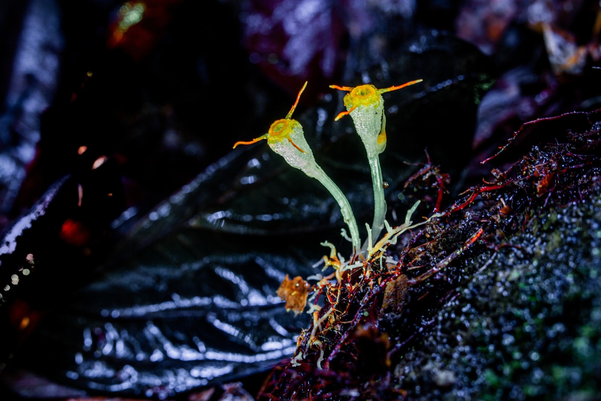 Thismia filiformi is a rare and mysterious, bioluminescent plant native to Thailand, belonging to the Burmanniaceae family.
