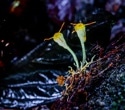 A New Way to Watch Plants Respond to Disease in Real Time