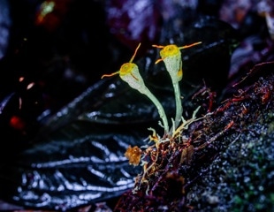 A New Way to Watch Plants Respond to Disease in Real Time