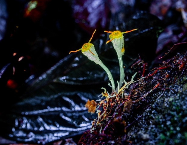 A New Way to Watch Plants Respond to Disease in Real Time