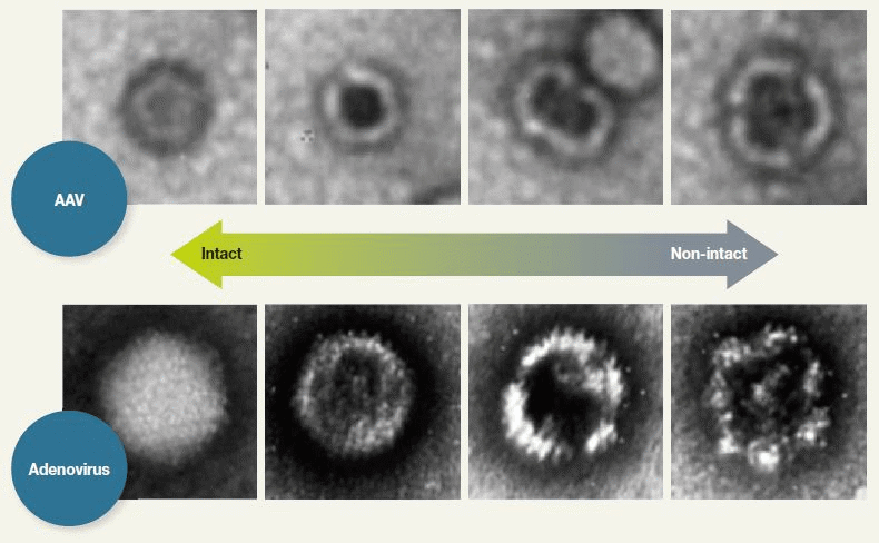 nsTEM for Revealing Particles with Disrupted Capsid Structure.