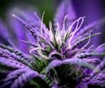 eTesting cannabis for impurities and contaminants