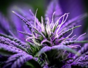 eTesting cannabis for impurities and contaminants