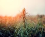 Pesticide testing workflow for cannabis and hemp products