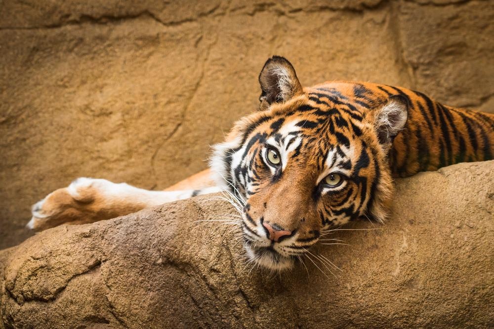 Tiger at Zoo