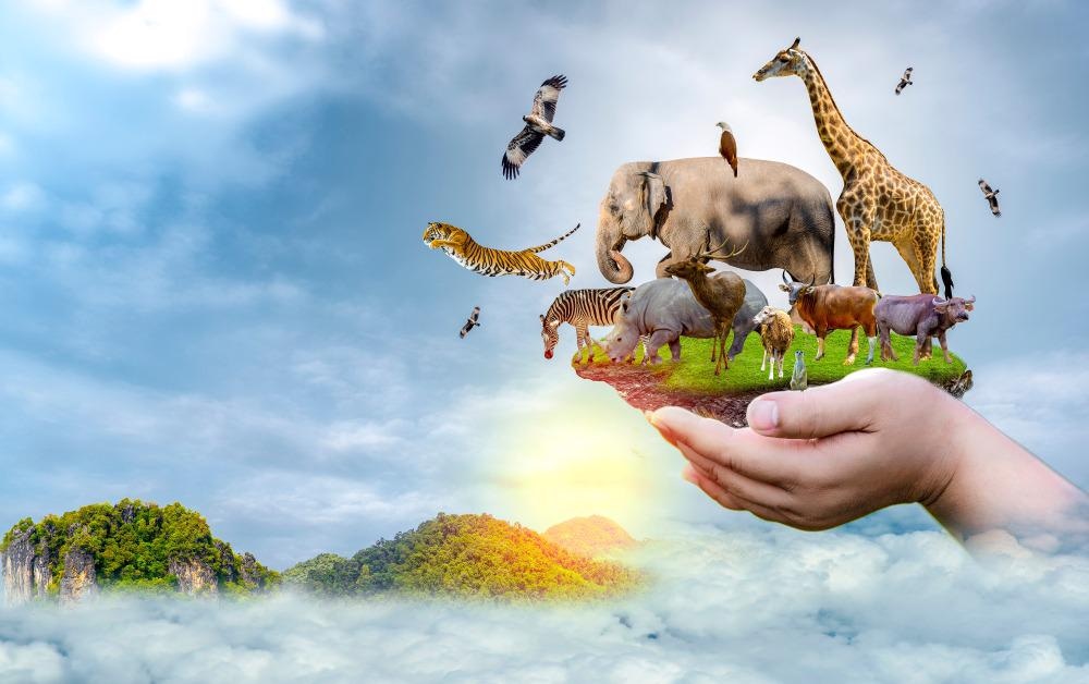 Animal Biodiversity