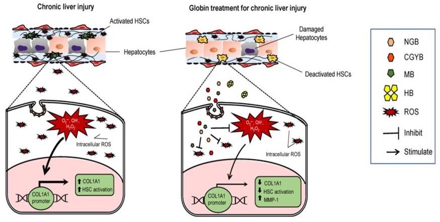 Globins in the body help fight liver disease