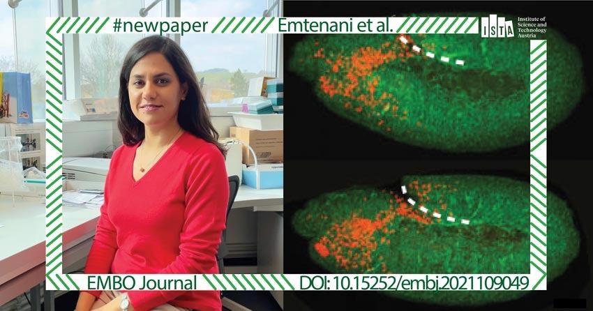 Novel protein Atossa regulates cell invasion