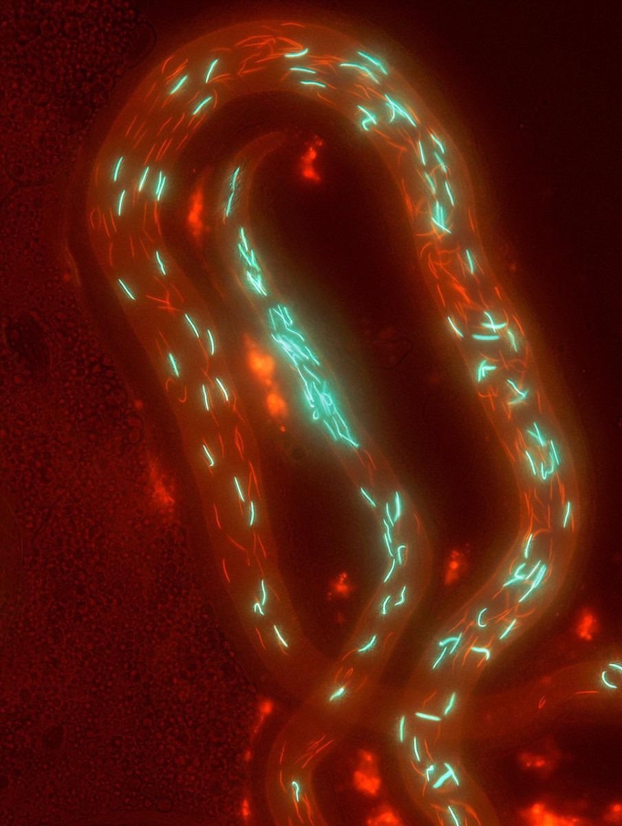 Research shows that fruit flies sperm are no more male entirely after mating