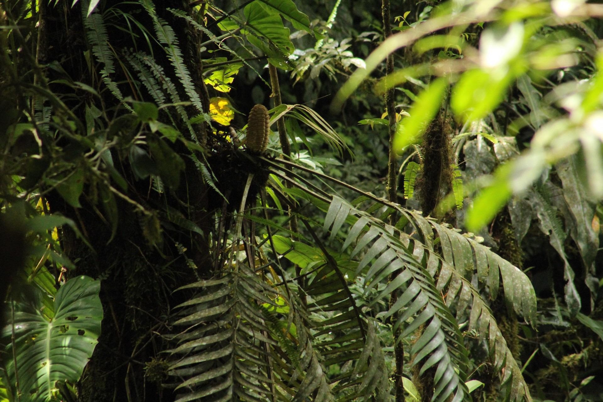 Northern olingo may be important seed dispersion agent for unique epiphytic gymnosperm