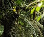 Northern olingo may be an important seed dispersion agent for unique epiphytic gymnosperm