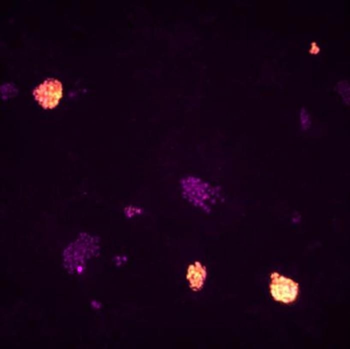 Research highlights the factors needed to reprogramme naïve pluripotent stem cells