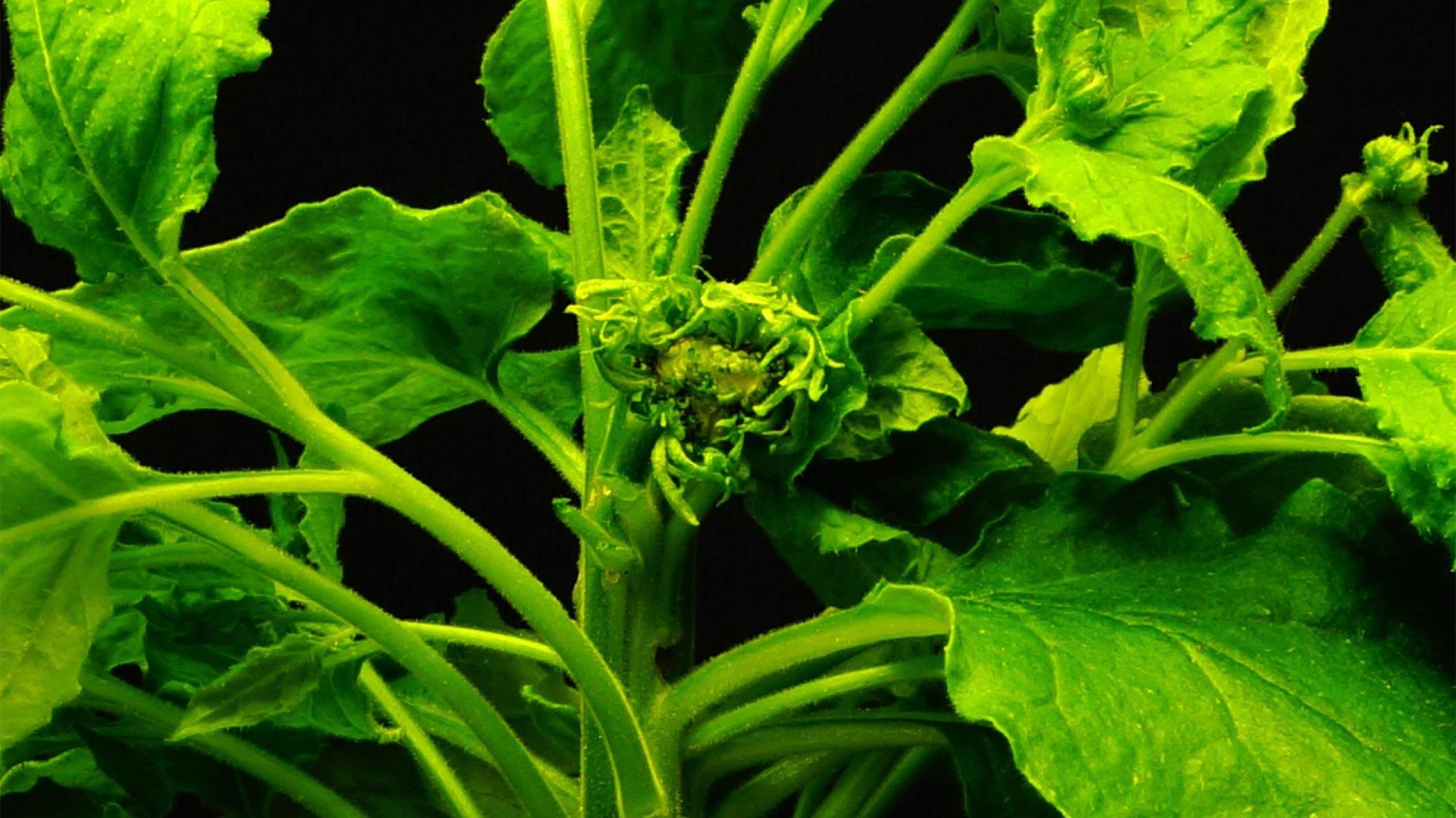 Duplicate genes in plant genomes, an eye-opener for crop development plans