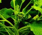 Duplicate genes in plant genomes, an eye-opener for crop development plans