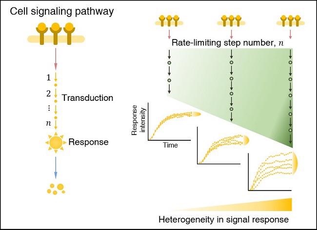 Study helps to make sense of cell-to-cell variation in response to external stimuli