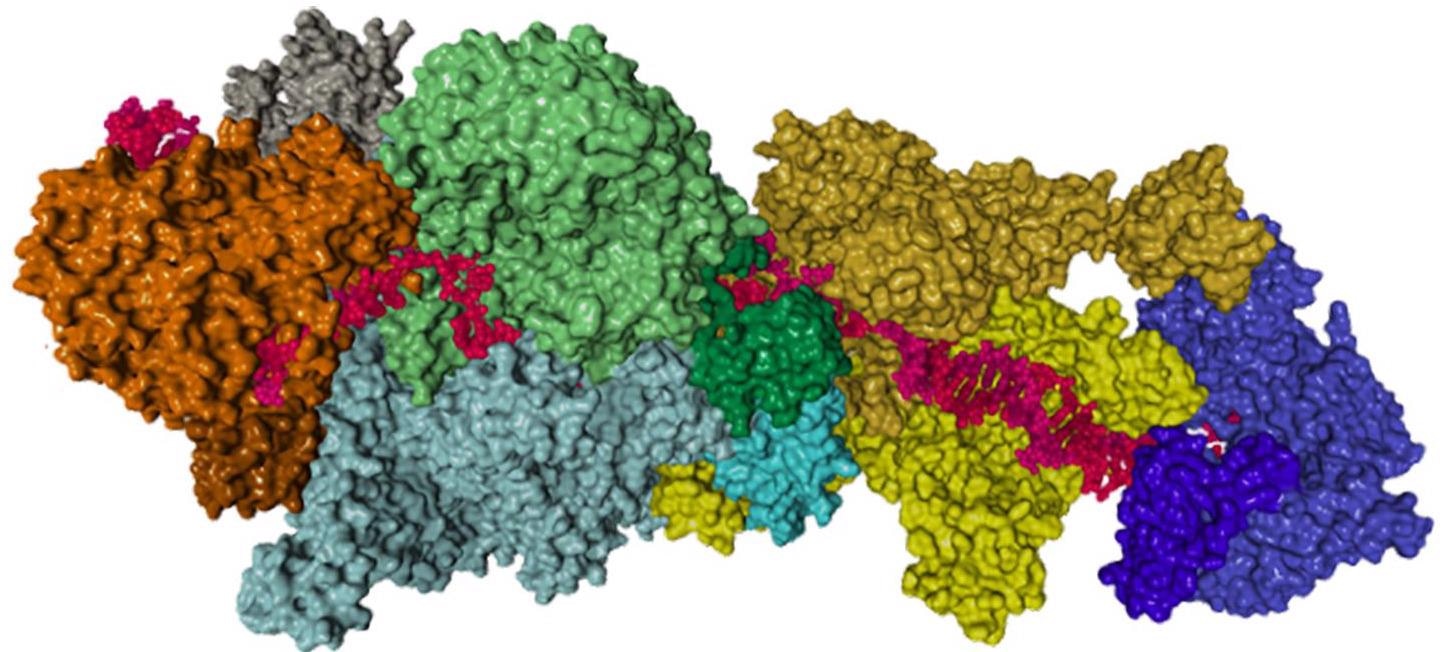 Researchers show how proteins form DNA-repair mechanism in living bacteria