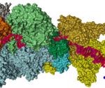 Researchers show how proteins form DNA-repair mechanism in living bacteria