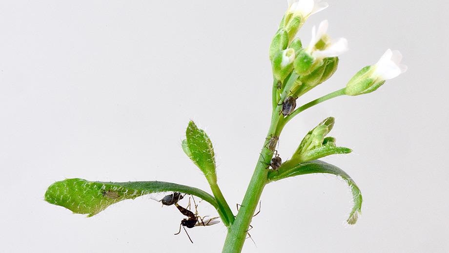 A single gene regulates species diversity in an entire ecosystem, a study reveals