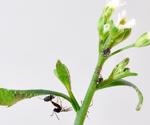 A single gene regulates species diversity in an entire ecosystem, a study reveals