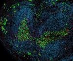 Checkpoint immunotherapy acts as an interface between killer T cells and dendritic cells