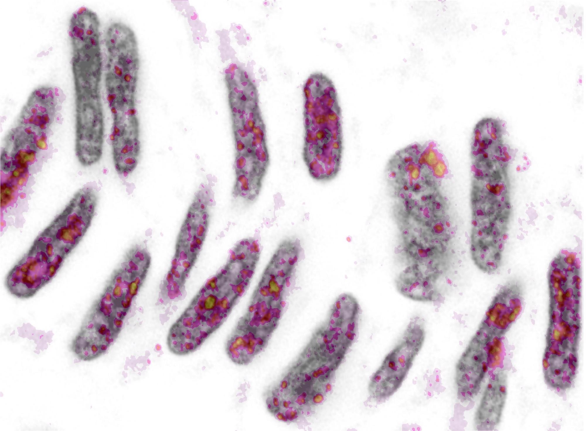 Researchers explore a new procedure to disrupt gene regulation