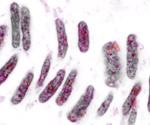 Researchers explore a new procedure to disrupt gene regulation