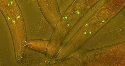 Chemical component geosmin’s taste makes bacteria-eating worms at risk