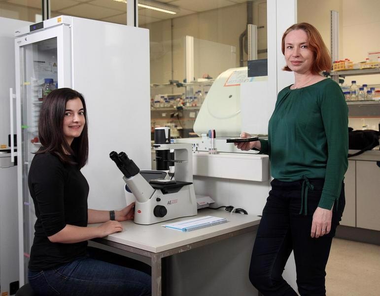 Single-molecule analysis to study how tetraploid cells replicate DNA from diploid cells