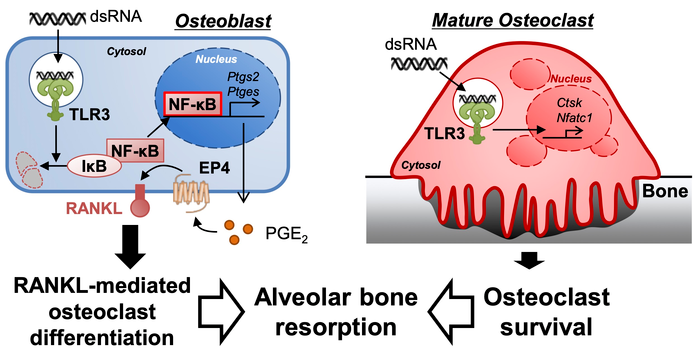 Double-stranded RNA provoke bone loss during periodontitis