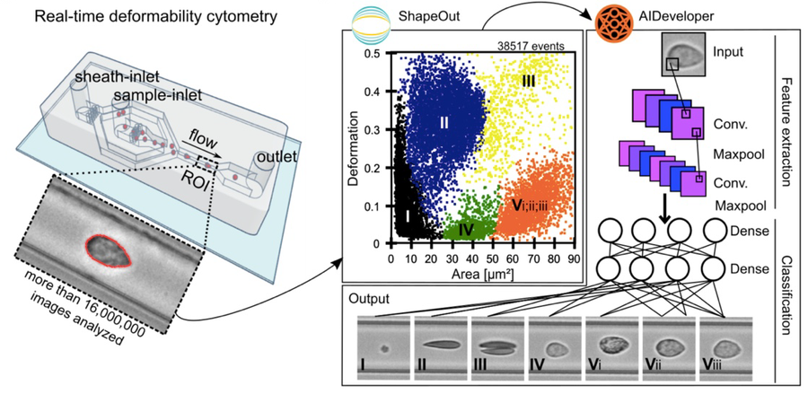 Research associates depressive diseases and deformability of blood cells