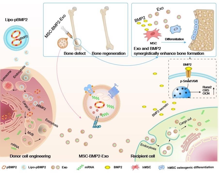 Stem cell-mediated gene therapy technique helps to boost bone regeneration