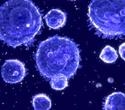 Immune cell migration contributes to inefficient antitumor immunity, study finds