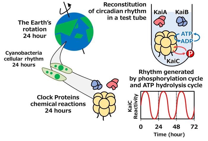Researchers analyze the complex function of cyanobacteria and the regulation of the biological clock