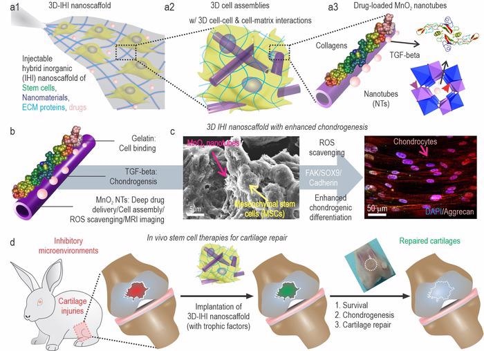 Researchers introduce injectable stem cell assembly, likely to serve as the treatment for cartilage regeneration