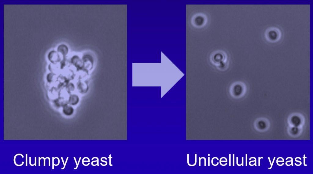 AMN1: New gene target for antifungal therapy against cluster-forming pathogenic fungus